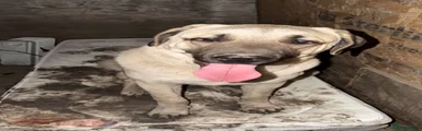 Turkish Kangal 1