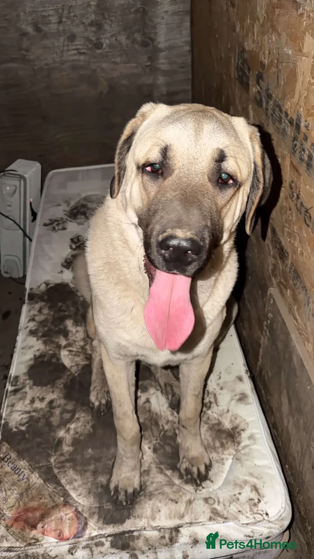 Turkish Kangal dogs for sale: Wolf the Turkish kangal in Rotherham - Advert 2