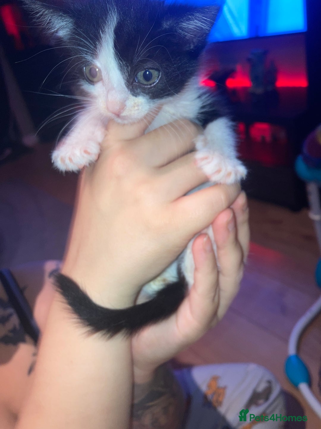 Domestic Shorthair cats for sale: mixed kittens - Image 9