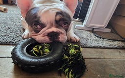 French Bulldog dogs for sale: Sad sale - Advert 6