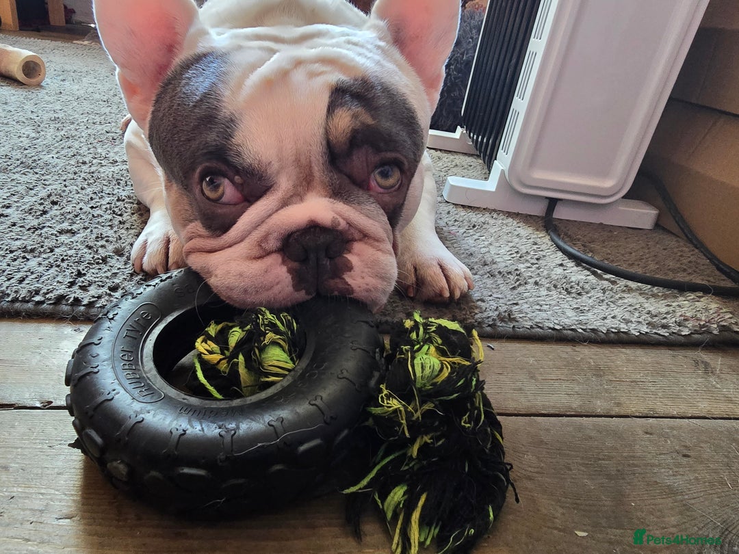 French Bulldog dogs for sale: Sad sale - Advert 6