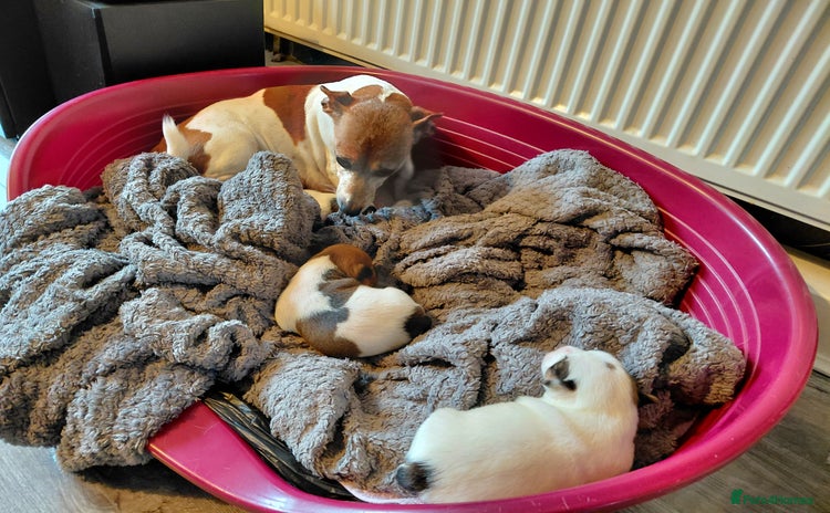Jack Russell dogs - Advert 1