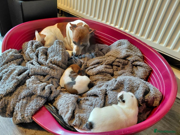 Jack Russell dogs - Advert 8