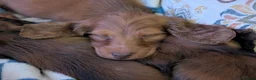 Miniature Dachshund dogs for sale: KC registered longhaired miniature dachshunds  in Birmingham - Advert 4