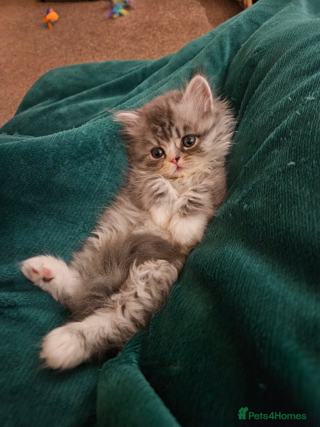 Persian cats for sale: Stuning Persian Girl - Image 13