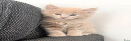 Maine Coon cats for sale: Maine Coon Kittens  - Advert 2