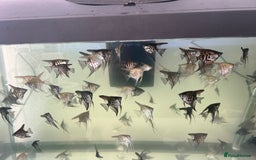 Angelfish fish for sale: Young Angel fish in Harlow - Image 2
