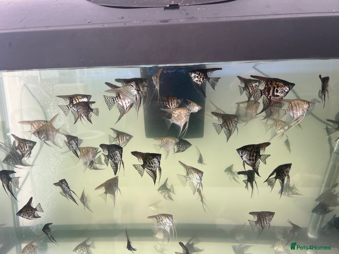 Angelfish fish for sale: Young Angel fish in Harlow - Image 2