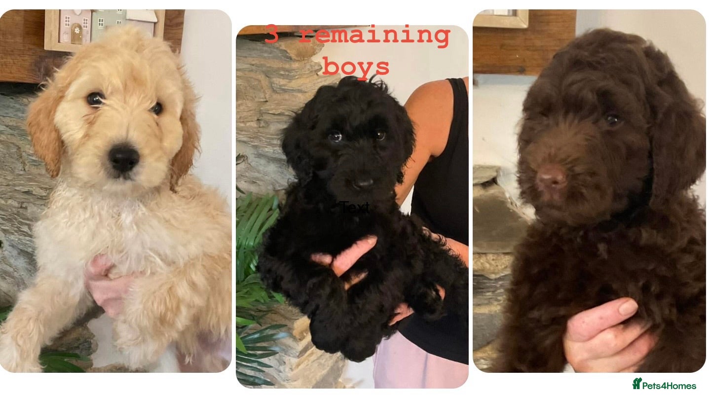 Labradoodle dogs for sale: LAST 3 LARGE PREMIUM MULTIGEN DOUBLE DOODLES 🐾🐾 - Advert 2