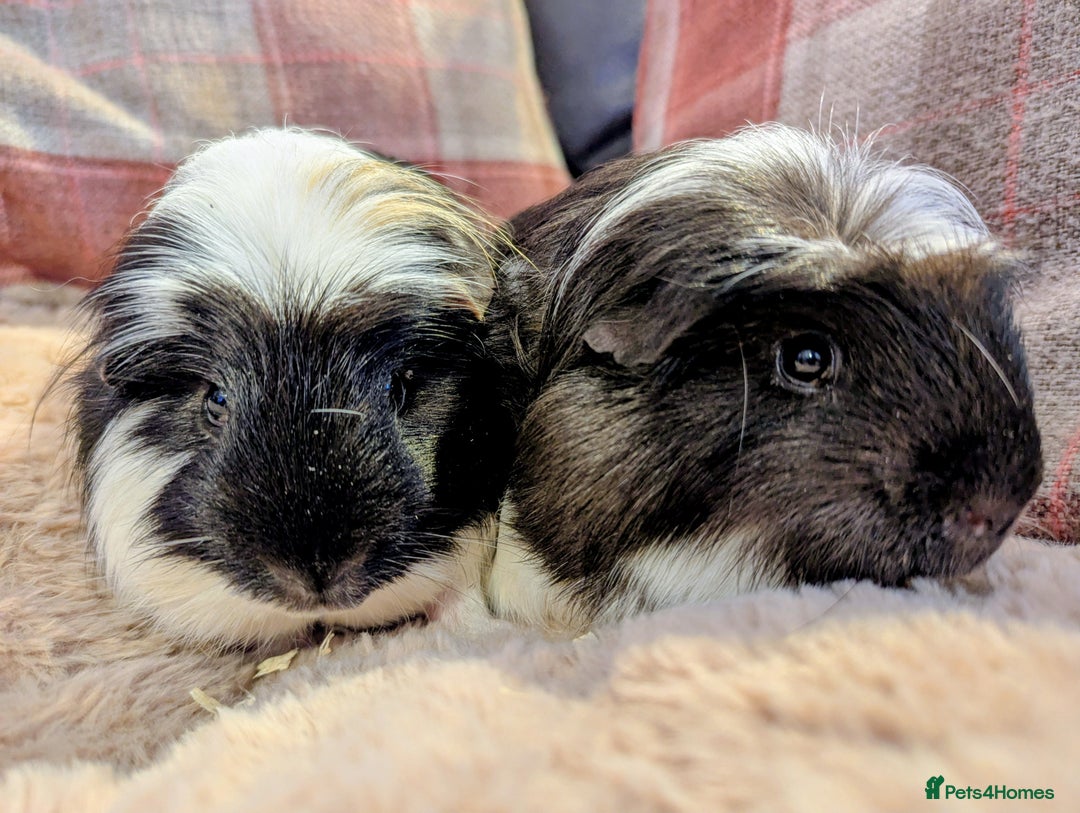Guinea Pig rodents for sale: Pair of beautiful male sheltie guinea pigs  - Advert 4