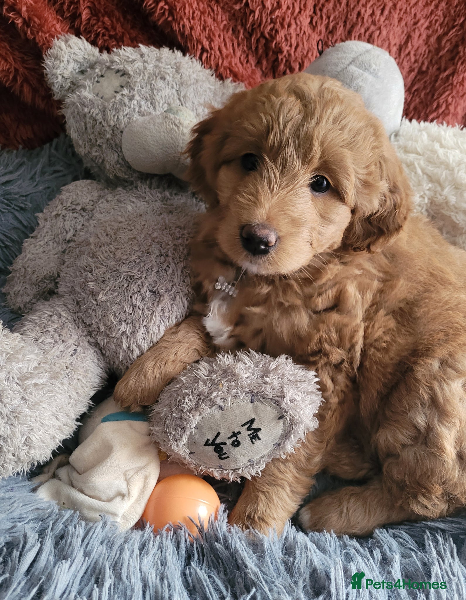 Mini Goldendoodle dogs  Goldendoodle f1 pretty girl not Mini!! Ready Now - Advert 1