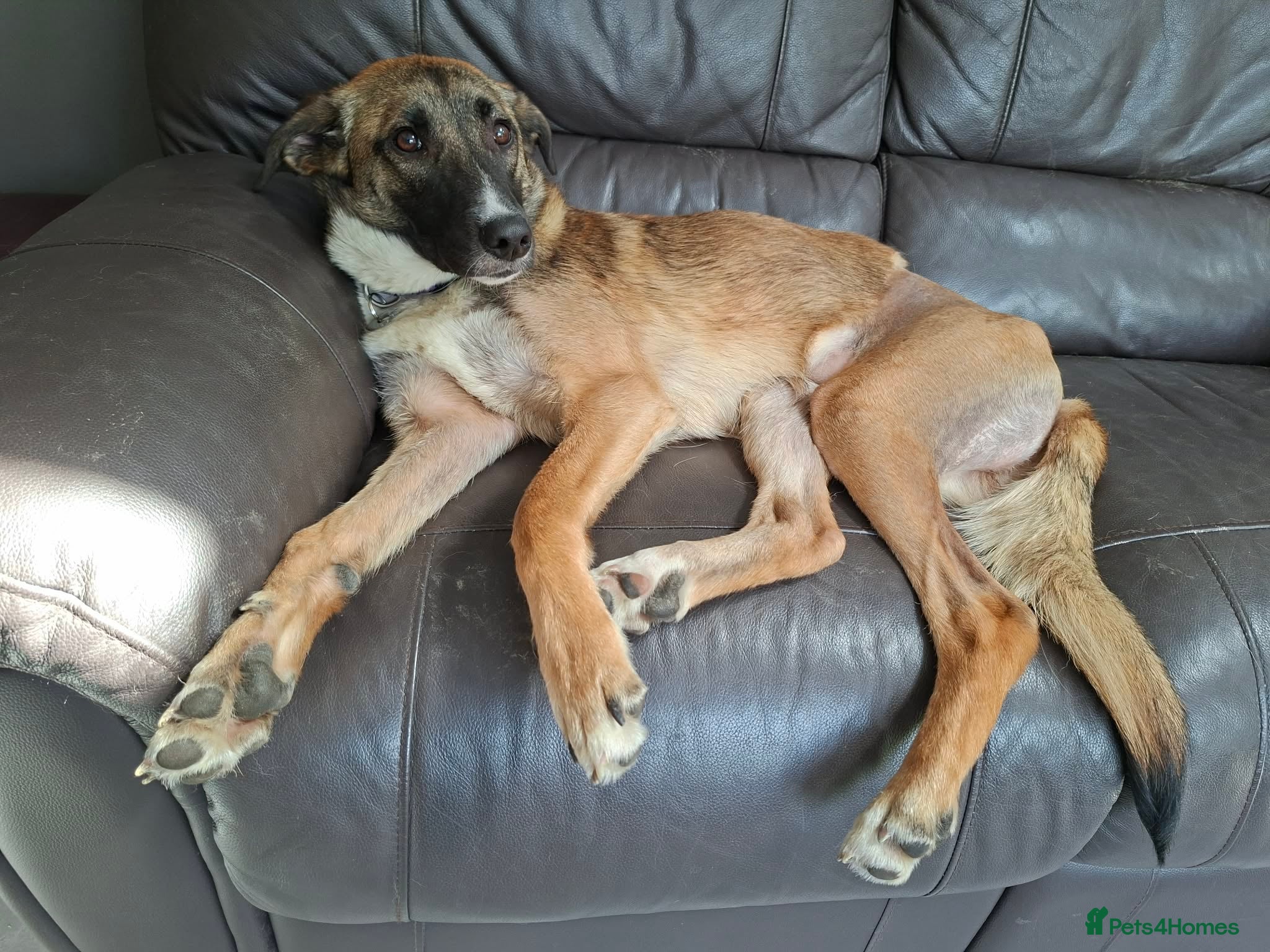 Mixed Breed dogs for adoption: Rox - north Walsham Norfolk  in North Walsham - Advert 12