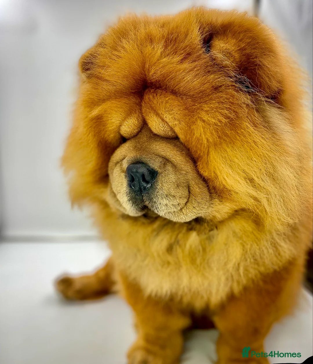 Chow Chow dogs for stud: *HOGAN*THICK RED RUSSIAN CHAMPION very well proven in Cheltenham - Advert 18