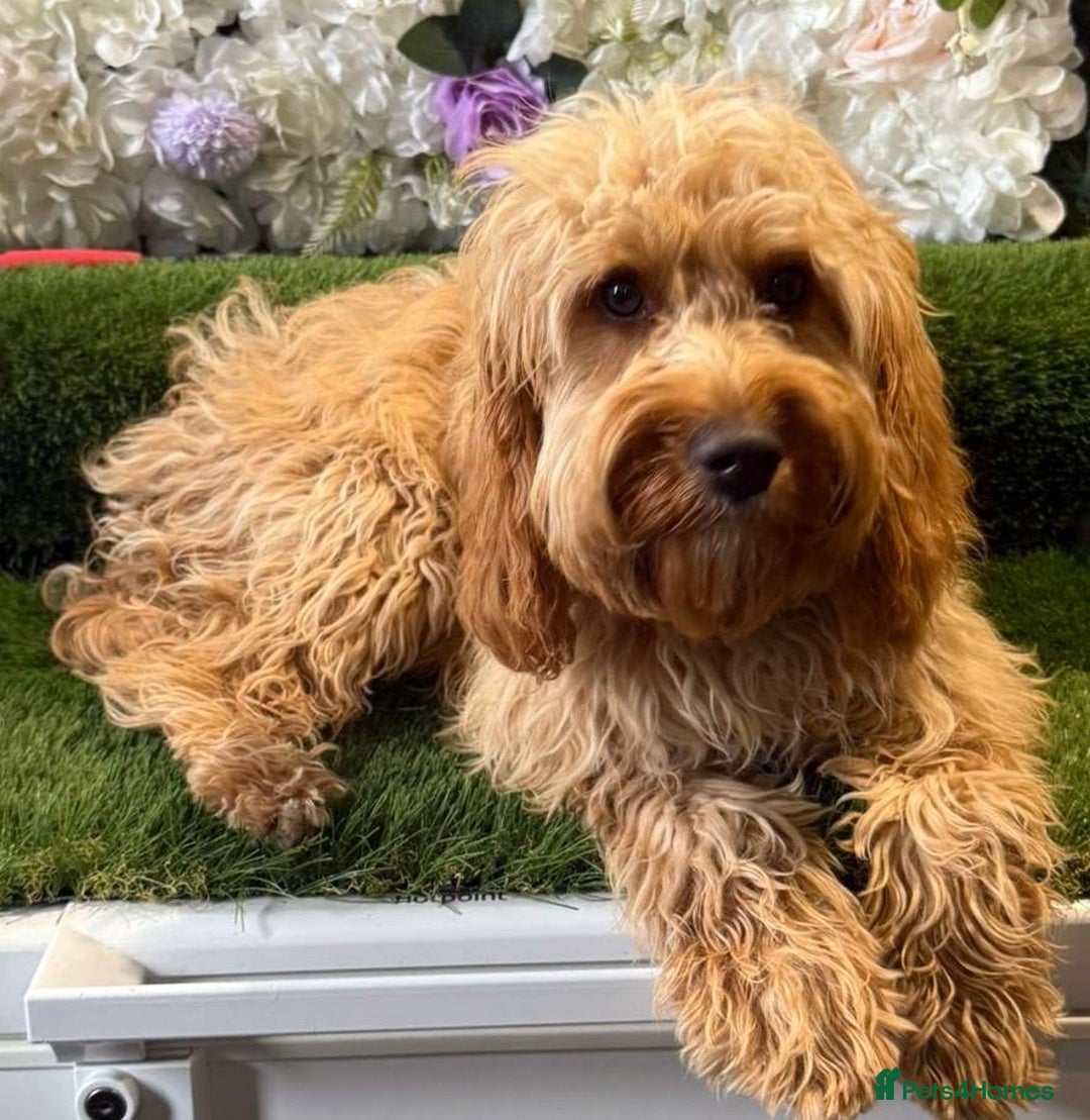 Cockapoo dogs for sale: F1 mini Cockapoo 7 months old💖 - Image 2