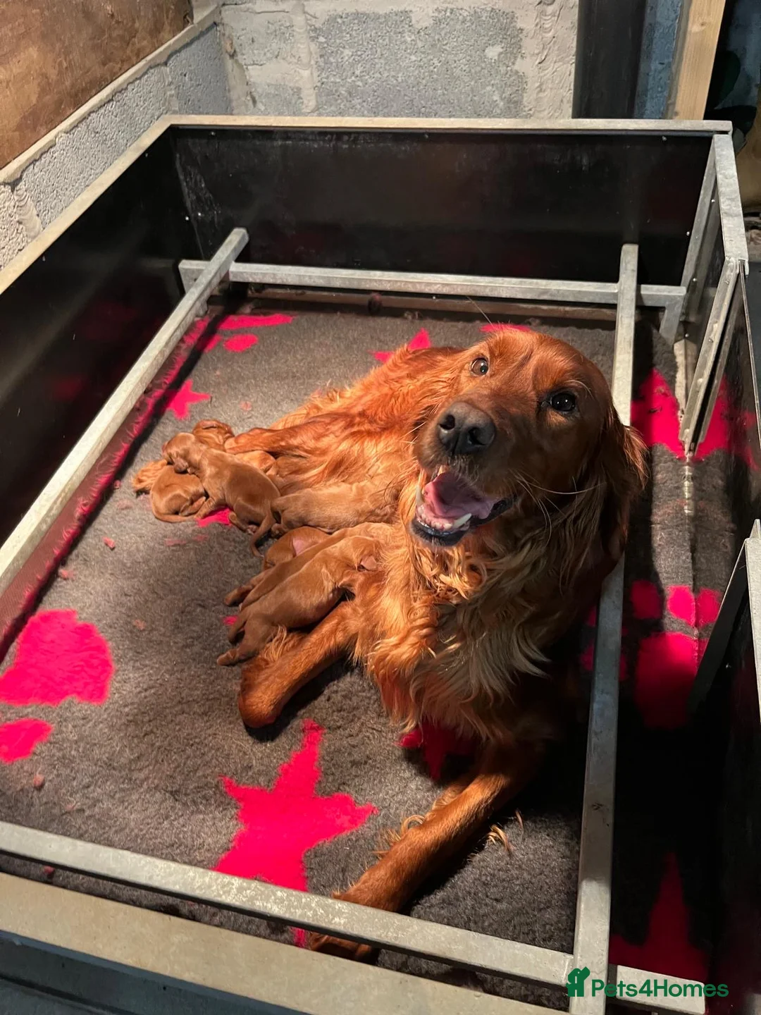 Irish Setter dogs for sale: Irish Setter Puppies - Advert 8