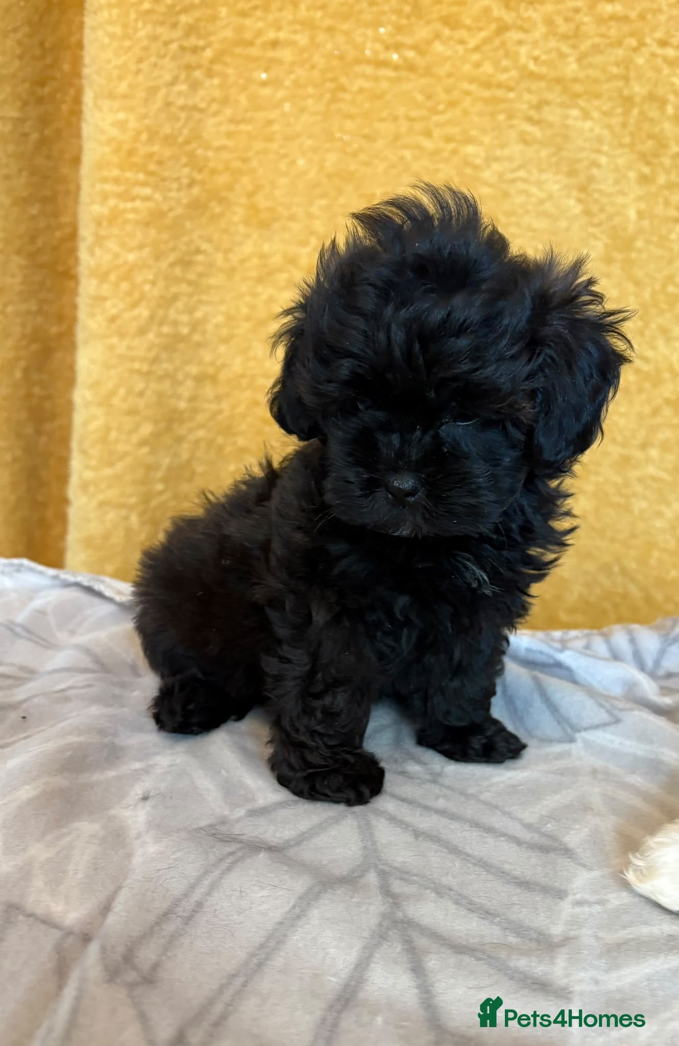 Shihpoo dogs 2 left GORG SHIHPOOS BOTH PARENTS HEALTH TESTED - Advert 2