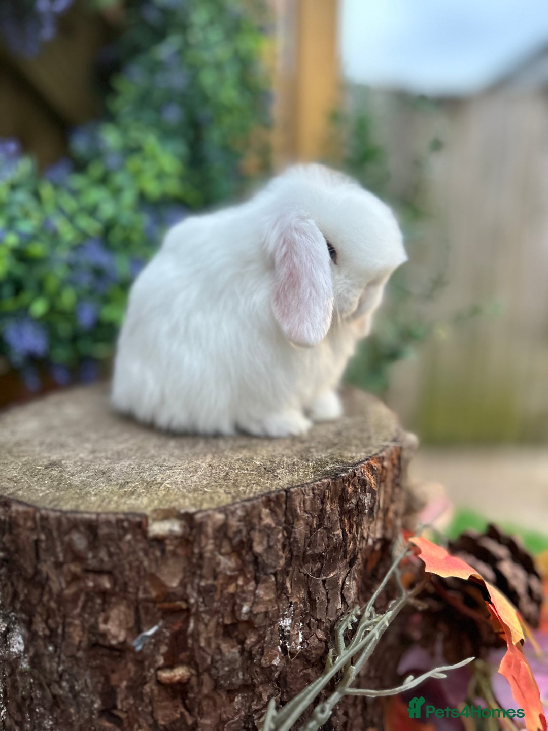 Mini Lop rabbits for sale: ⭐ PEDIGREE MINI LOP BABY BUNNIES ⭐  - Advert 8