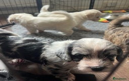 Mixed Breed dogs for sale: Beautiful Peekapoo’s very rare breed - Image 15