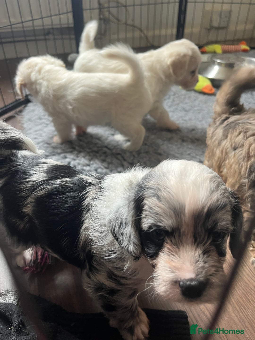 Mixed Breed dogs for sale: Beautiful Peekapoo’s very rare breed - Image 15