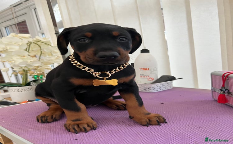 Dobermann dogs Doberman puppies  - Advert 1