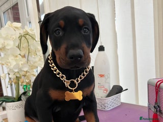 Dobermann dogs Doberman puppies - Advert 18