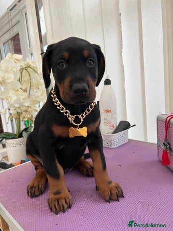 Dobermann dogs Doberman puppies - Advert 1