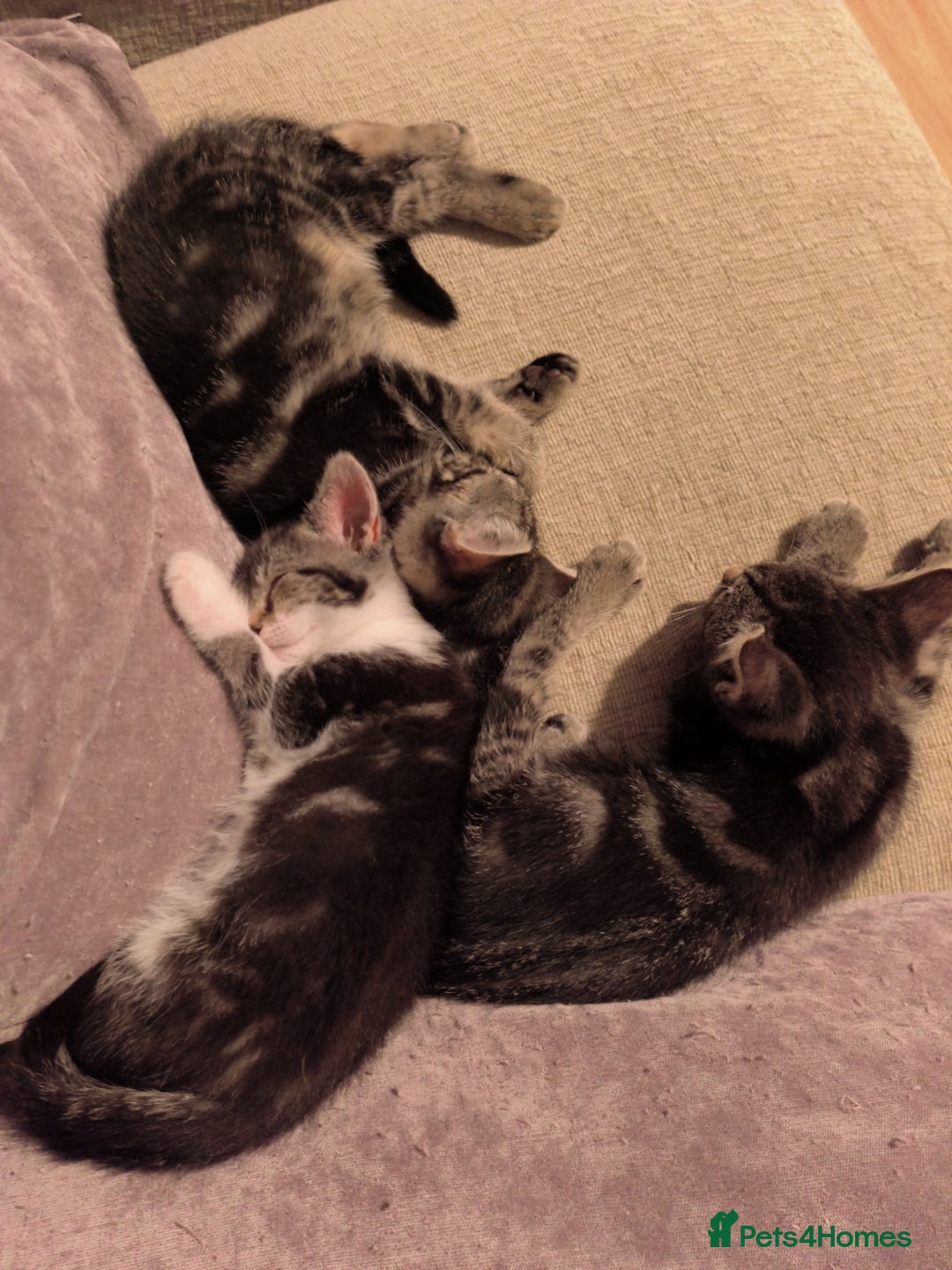 Mixed Breed cats for sale: Cute tabby kittens - Advert 6