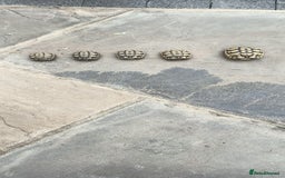 Hermann Tortoise reptiles for sale: 5 Spur Thighed Tortoises  - Image 9