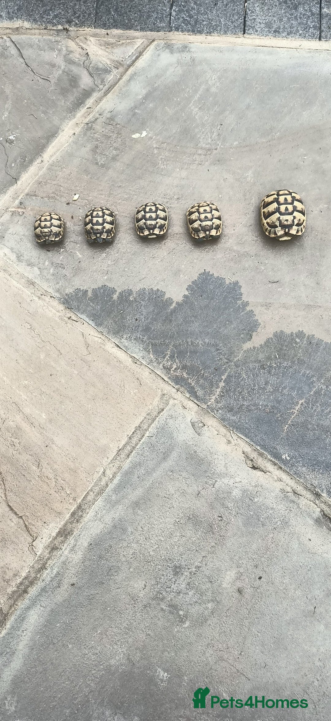 Hermann Tortoise reptiles for sale: 5 Spur Thighed Tortoises  - Image 9