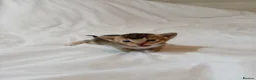 Mixed Breed cats for sale: Abyssinian X from outcross programme - Advert 3
