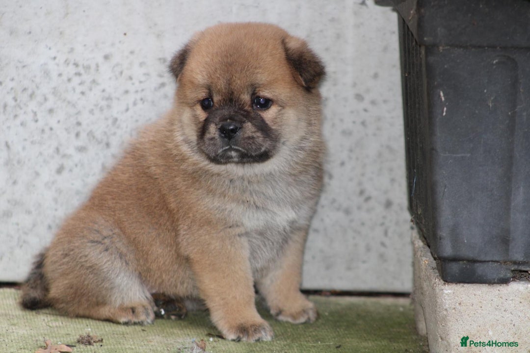 Chow Chow dogs for sale: 🐾Chow chow cross Japanese chin 🐾 - Advert 18