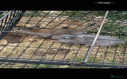 Netherland Dwarf rabbits for sale: NETHERLAND DWARF BUNNIES - Image 2