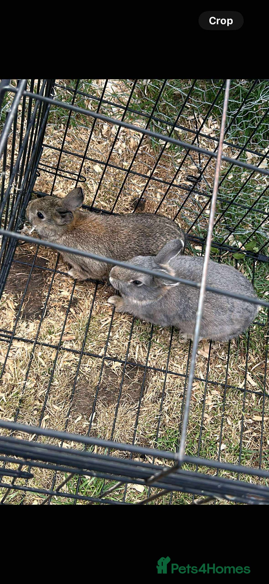 Netherland Dwarf rabbits for sale: NETHERLAND DWARF BUNNIES - Image 2