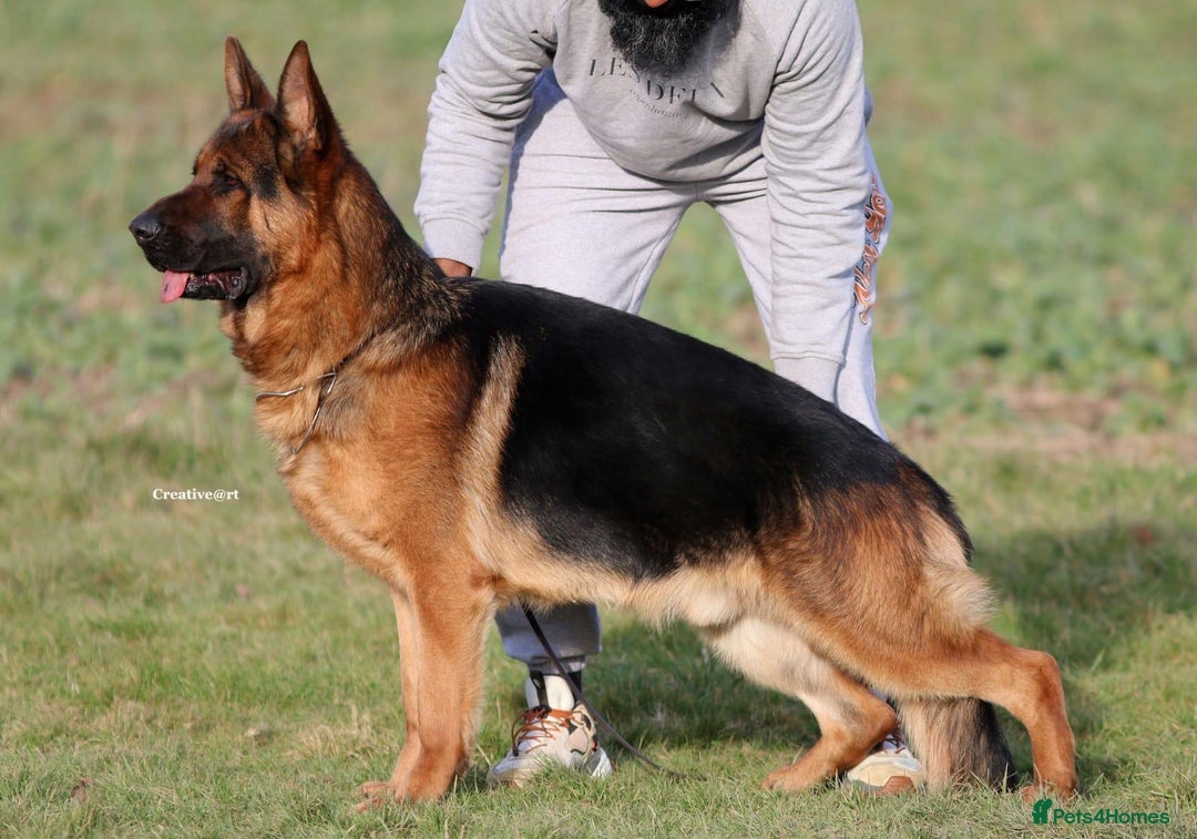 German Shepherd dogs for sale: Top Quality German Shepherd puppies  - Image 9
