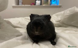 Guinea Pig rodents for sale: Storm ⛈️⛈️ - Image 3