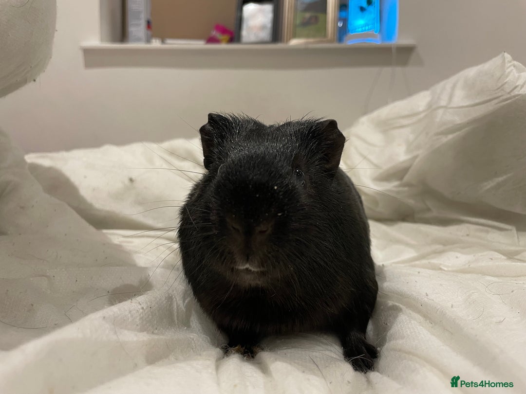 Guinea Pig rodents for sale: Storm ⛈️⛈️ - Image 3