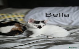 Domestic Shorthair cats for sale: Kittens for sale  - Image 3