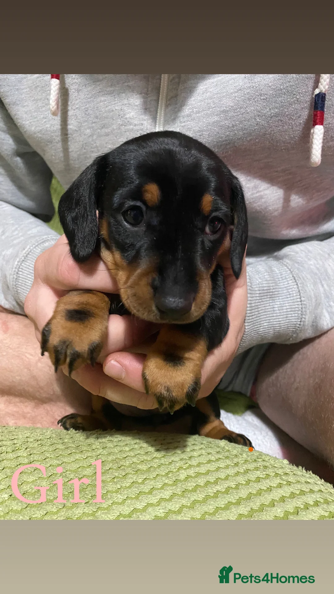 Miniature Dachshund dogs for sale: Miniature Dachshund  - Advert 1