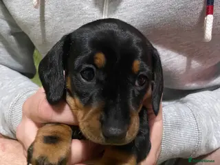 Miniature Dachshund dogs Miniature Dachshund - Advert 1