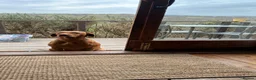 Hungarian Vizsla dogs for sale: 🐶Adorable KC Vizsla Puppies heart 💗🩵 in Machynlleth - Advert 18
