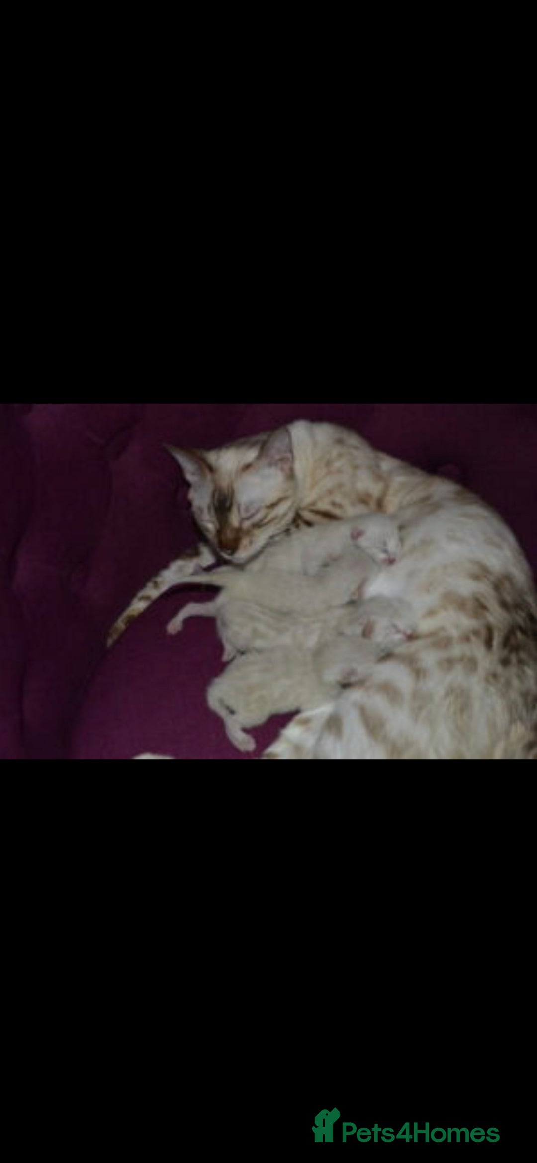 Bengal cats for sale: Bengal x siamese kittens - Image 6