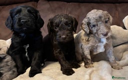 Cockapoo dogs for sale: Stunning cockapoo boys  - Image 2