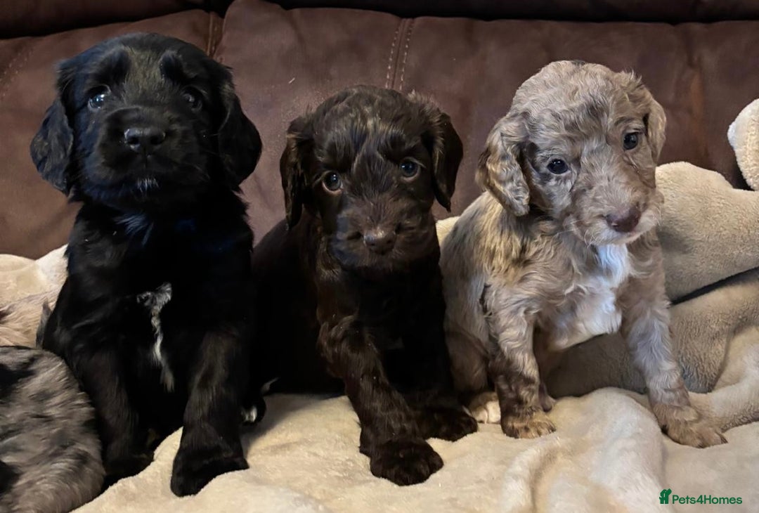 Cockapoo dogs for sale: Stunning cockapoo boys  - Image 2