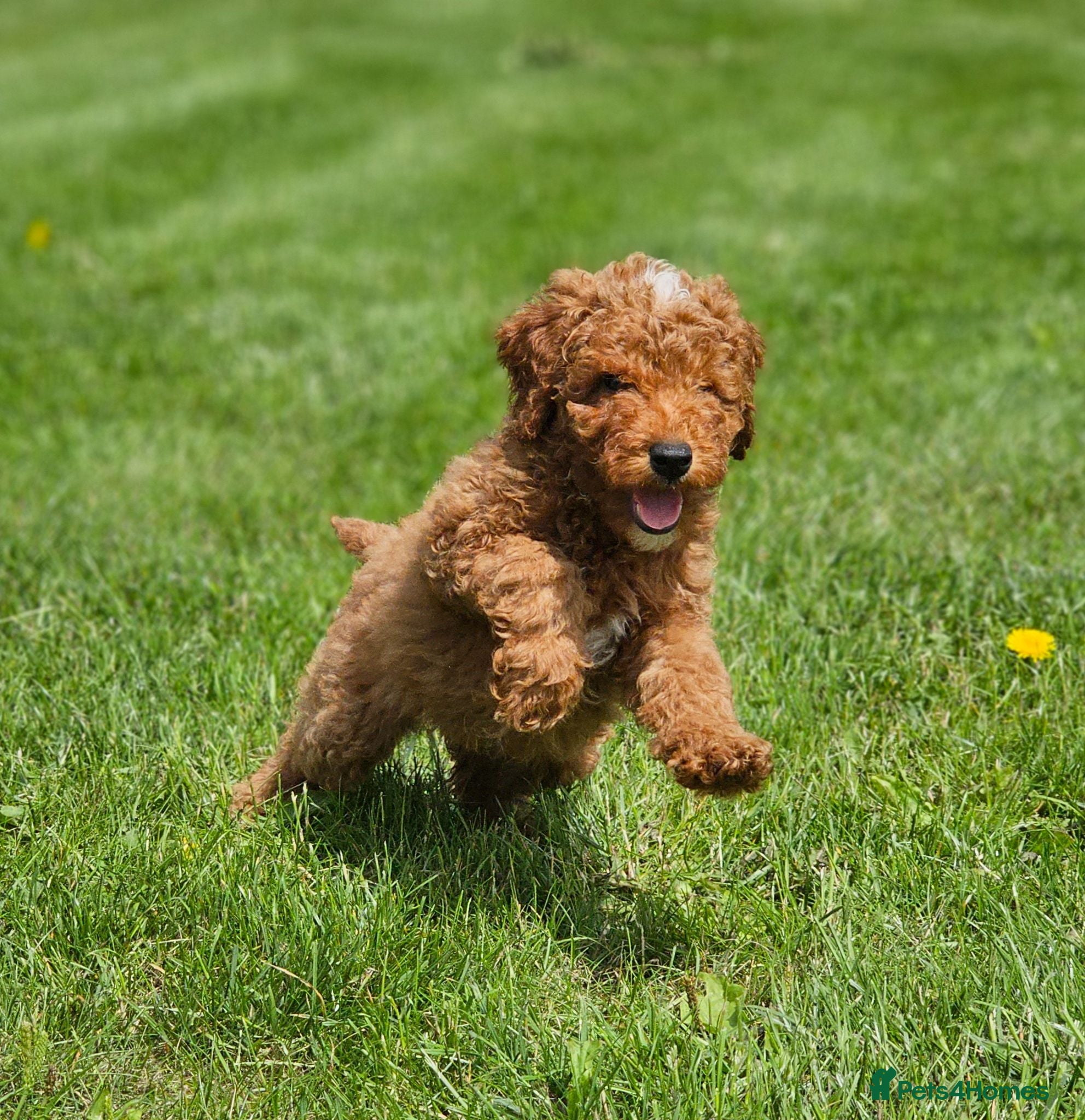 Australian Labradoodle dogs Last Boy - Full Australian Labradoodle pup - Advert 1