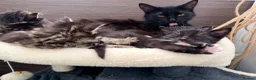 Maine Coon cats for sale: Mainecoon X Bombay X Tabby - Advert 39