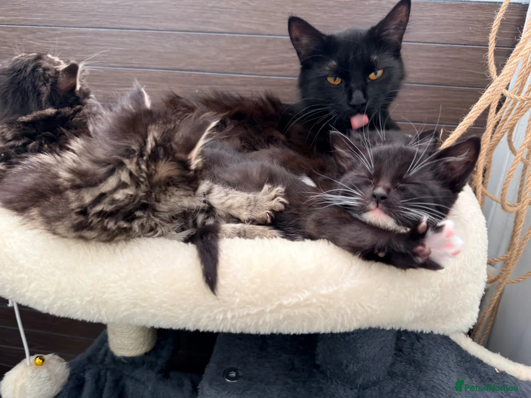 Maine Coon cats for sale: Mainecoon X Bombay X Tabby - Advert 39