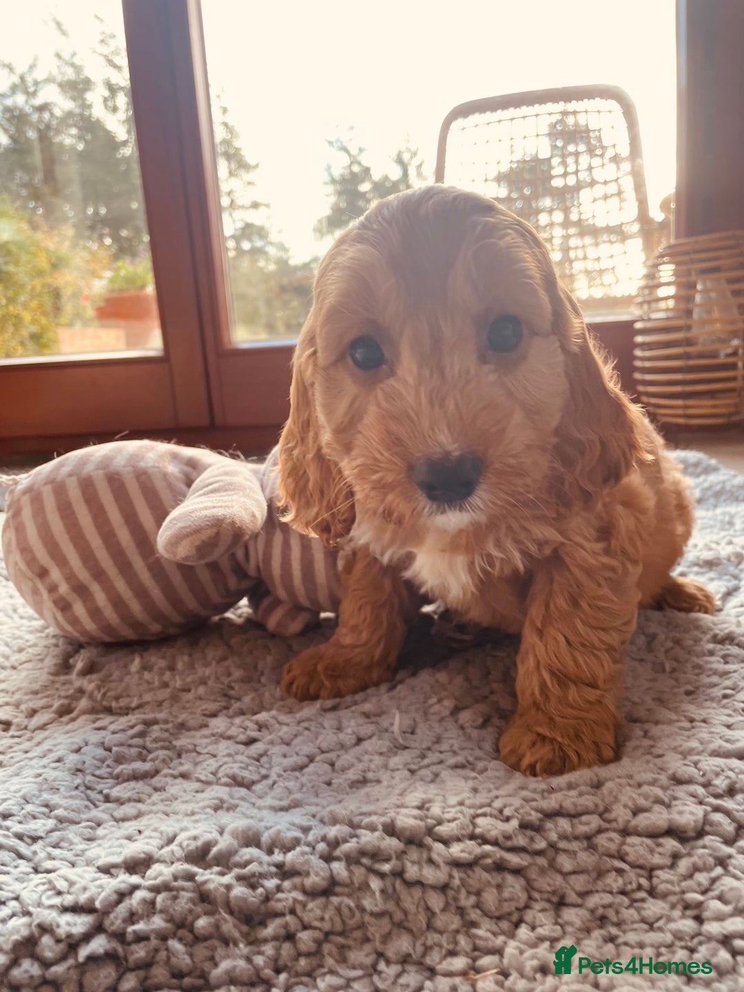 Cockapoo dogs for sale: F1 MINIATURE COCKAPOO PUPPIES DNA HEALTH TESTED  - Advert 4