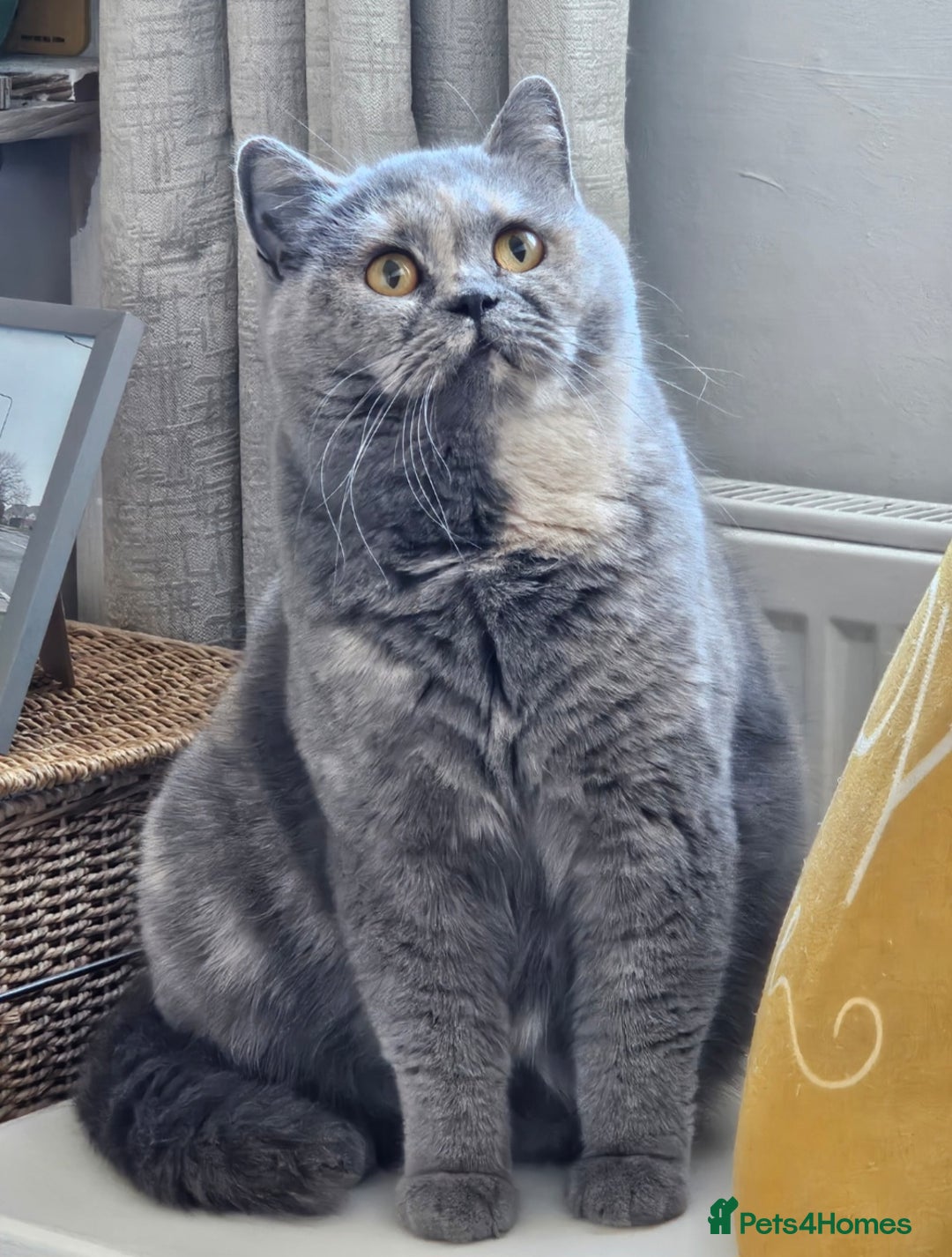 British Longhair cats for sale: British Longhair Female  - Image 7