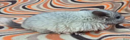 Chinchilla rodents for sale: Variety of chinchillas babys and adults - Advert 20