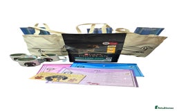 Miniature Dachshund dogs for sale: ✨ READY NOW  KC MINIATURE DACHSHUND PRA CLEAR   - Advert 16